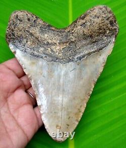 Megalodon Shark Tooth Real Fossil 5 Inches Shark Teeth No Restorations