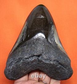Megalodon Shark Tooth Real Fossil Shark Teeth 4.68 No Restorations
