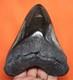 Megalodon Shark Tooth Real Fossil Shark Teeth 4.68 No Restorations