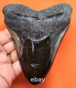 Megalodon Shark Tooth Real Fossil Shark Teeth 4.68 No Restorations
