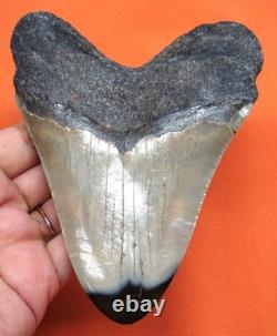 Megalodon Shark Tooth Real Fossil Shark Teeth 4.68 No Restorations