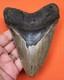 Megalodon Shark Tooth Real Fossil Shark Teeth 4.73 Natural No Repairs
