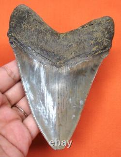 Megalodon Shark Tooth Real Fossil Shark Teeth 4.73 Natural No Repairs