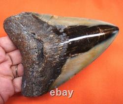 Megalodon Shark Tooth Real Fossil Shark Teeth 4.81 Inches Megladone