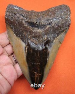 Megalodon Shark Tooth Real Fossil Shark Teeth 4.81 Inches Megladone