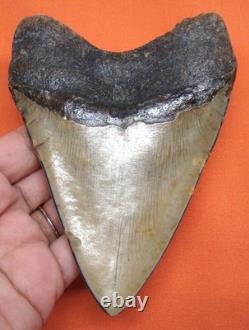Megalodon Shark Tooth Real Fossil Shark Teeth 4.81 Inches Megladone