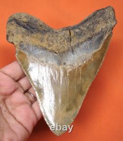 Megalodon Shark Tooth Real Fossil Shark Teeth 5.20 No Restorations