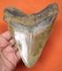 Megalodon Shark Tooth Real Fossil Shark Teeth 5.20 No Restorations
