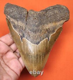 Megalodon Shark Tooth Real Fossil Shark Teeth 5.20 No Restorations