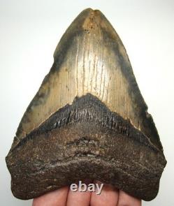 Megalodon Shark Tooth Real Fossil Shark Teeth Specimen 4.44 No Restorations