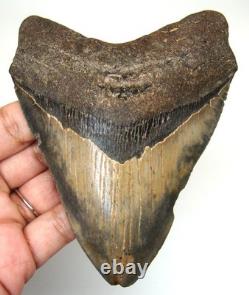 Megalodon Shark Tooth Real Fossil Shark Teeth Specimen 4.44 No Restorations