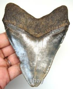 Megalodon Shark Tooth Real Fossil Shark Teeth Specimen 4.44 No Restorations