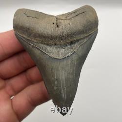 Megalodon Shark Tooth Real High Quality Golden Beach Venice Florida 3.3