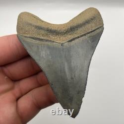 Megalodon Shark Tooth Real High Quality Golden Beach Venice Florida 3.3
