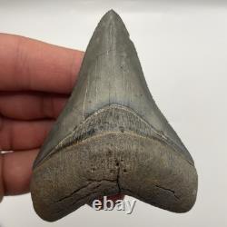 Megalodon Shark Tooth Real High Quality Golden Beach Venice Florida 3.3