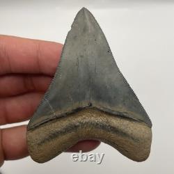 Megalodon Shark Tooth Real High Quality Golden Beach Venice Florida 3.3