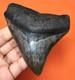 Megalodon Shark Tooth Real Shark Teeth Fossil 3.87 No Restorations
