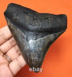 Megalodon Shark Tooth Real Shark Teeth Fossil 3.87 No Restorations