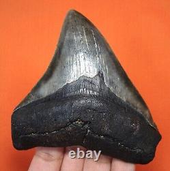 Megalodon Shark Tooth Real Shark Teeth Fossil 3.87 No Restorations