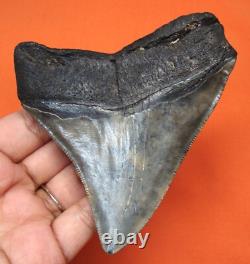Megalodon Shark Tooth Real Shark Teeth Fossil 3.87 No Restorations