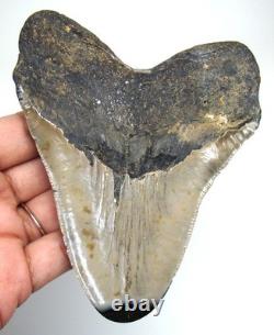 Megalodon Shark Tooth Real Shark Teeth Fossil Meg 4.52 No Restorations
