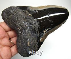 Megalodon Shark Tooth Real Shark Teeth Fossil Meg 4.52 No Restorations