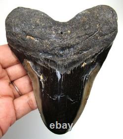 Megalodon Shark Tooth Real Shark Teeth Fossil Meg 4.52 No Restorations