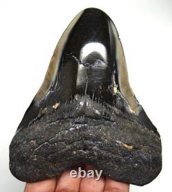 Megalodon Shark Tooth Real Shark Teeth Fossil Meg 4.52 No Restorations