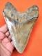 Megalodon Shark Tooth Real Shark Teeth Meglodon 5.23 Natural No Repairs