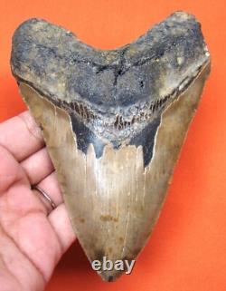 Megalodon Shark Tooth Real Shark Teeth Meglodon 5.23 Natural No Repairs