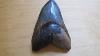 Megalodon Shark Tooth Restoration Using Resin Cast Bronze Part 1 Meg