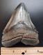 Megalodon Shark Tooth See Ruler Inch Fossil Sharks Teeth Tooth Miocene
