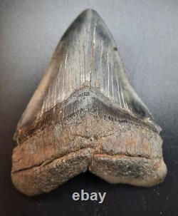 Megalodon Shark Tooth See Ruler inch fossil sharks teeth tooth Miocene