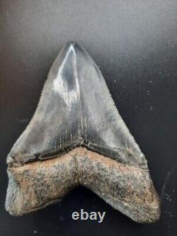 Megalodon Shark Tooth See Ruler inch fossil sharks teeth tooth Miocene
