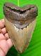 Megalodon Shark Tooth Serrated Blade Real Fossil 4.67 No Restoration