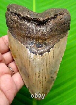 Megalodon Shark Tooth Serrated Blade Real Fossil 4.67 No Restoration