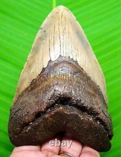 Megalodon Shark Tooth Serrated Blade Real Fossil 4.67 No Restoration