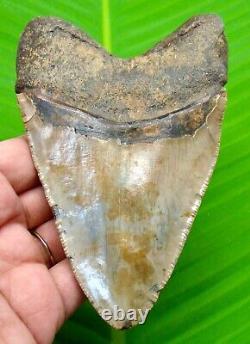 Megalodon Shark Tooth Serrated Blade Real Fossil 4.67 No Restoration