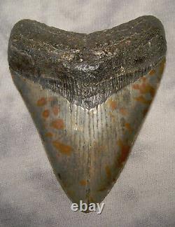 Megalodon Shark Tooth Shark Teeth Extinct 4 1/8 Jaw Fossil Scuba Diver Fish