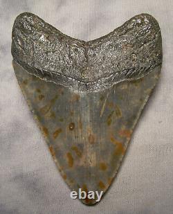 Megalodon Shark Tooth Shark Teeth Extinct 4 1/8 Jaw Fossil Scuba Diver Fish