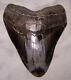 Megalodon Shark Tooth Shark Teeth Fossil 5 1/2 Jaw Diamond Polished Awesome