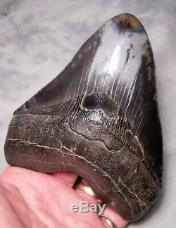 Megalodon Shark Tooth Shark Teeth Fossil 5 1/2 Jaw Diamond Polished Awesome