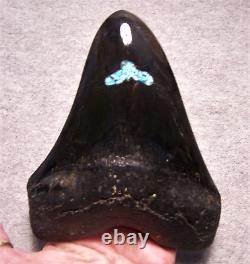 Megalodon Shark Tooth Shark Teeth Fossil 5 1/2 Turquoise Inlay Polished Giant