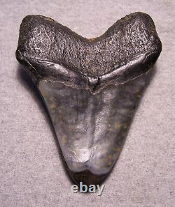 Megalodon Shark Tooth Shark Teeth Fossil 5 1/2 Turquoise Inlay Polished Giant