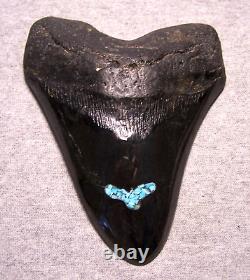 Megalodon Shark Tooth Shark Teeth Fossil 5 1/2 Turquoise Inlay Polished Giant