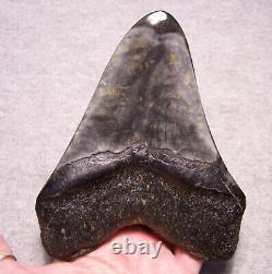 Megalodon Shark Tooth Shark Teeth Fossil 5 1/2 Turquoise Inlay Polished Giant