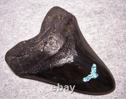 Megalodon Shark Tooth Shark Teeth Fossil 5 1/2 Turquoise Inlay Polished Giant