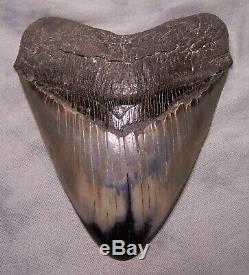 Megalodon Shark Tooth Shark Teeth Fossil 5 3/16 Jaw Diamond Polished Awesome