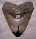 Megalodon Shark Tooth Shark Teeth Fossil 5 3/16 Jaw Diamond Polished Awesome
