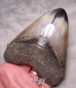 Megalodon Shark Tooth Shark Teeth Fossil 5 3/16 Jaw Diamond Polished Awesome